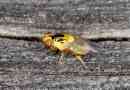 Green-eyed - pest fly